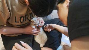 Groom the cat Photo